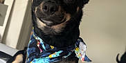 Frankie is registered to the contest to win money with this photo: dog, small_dog, black_dog, tan_dog, bandana, pet, indoor, bed, white_bed, cute, attentive, sitting, animal, ears_up, close_up, household, door, furniture, room, canine