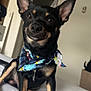dog, small_dog, black_dog, tan_dog, bandana, pet, indoor, bed, white_bed, cute, attentive, sitting, animal, ears_up, close_up, household, door, furniture, room, canine