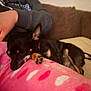 Frankie joined the competition — help win amazing prizes! dog, pet, black_dog, small_dog, resting, couch, blanket, pink_blanket, polka_dot, hand, human, indoor, cozy, snuggling, fur, animal, relaxing, domestic, comfort, companion
