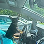 Frankie is registered to the contest to win money with this photo: dog, car, steering_wheel, person, seatbelt, sunlight, window, dashboard, interior, black_dog, small_dog, lap, sitting, paw, driving, vehicle, casual_clothing, daytime, parked_car, hand