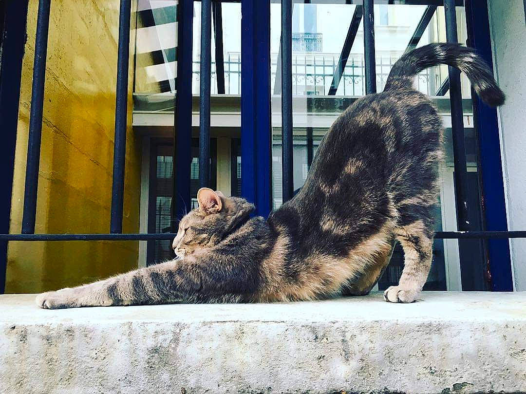 Grizman a rejoint le concours — aidez-le/la à gagner de superbes lots ! american_shorthair, asian, carnivore, cat, domestic_short_haired_cat, dragon_li, egyptian_mau, european_shorthair, felidae, fur, mammal, ocicat, sitting, small_to_medium_sized_cats, snapshot, snout, tabby_cat, whiskers, wild_cat, window