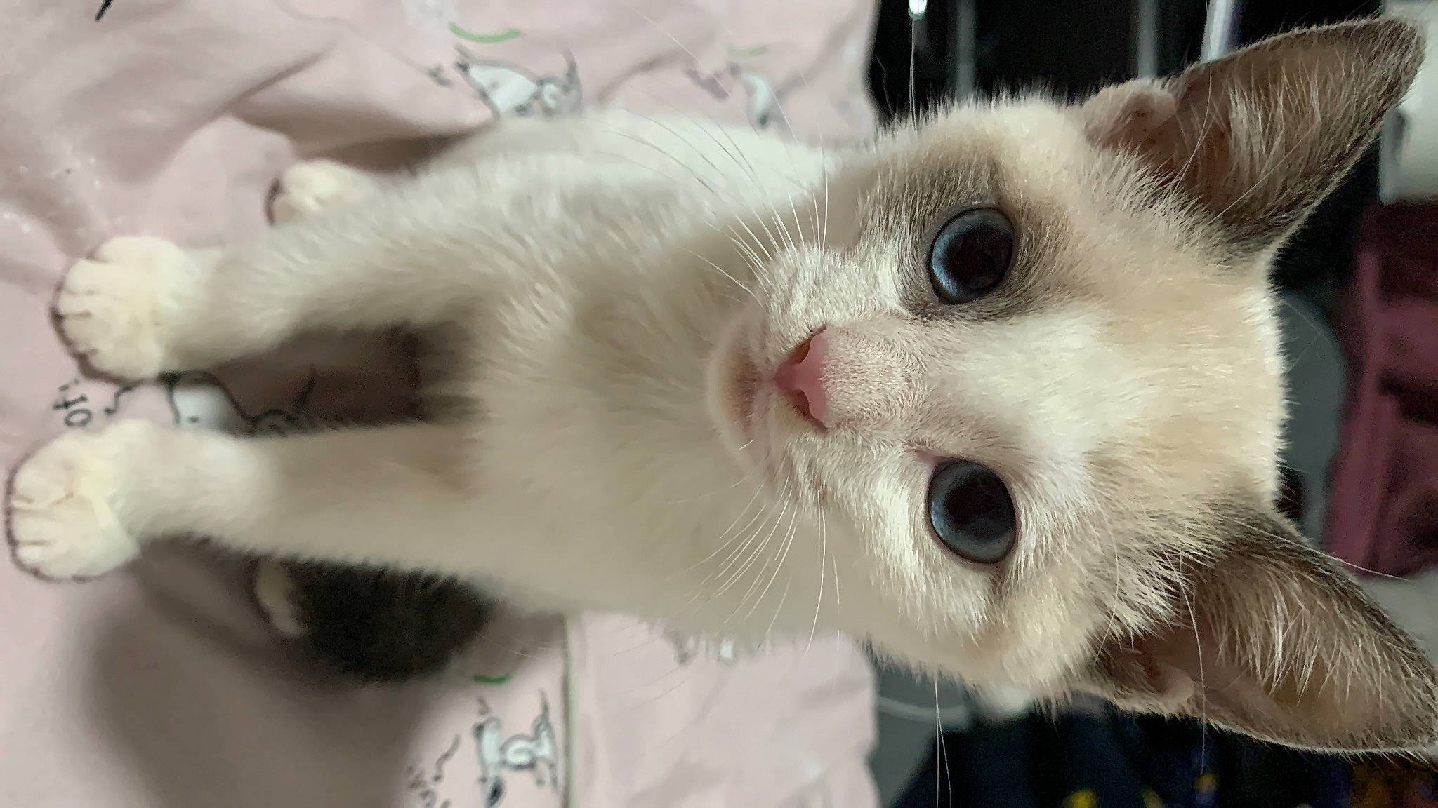 Mill is registered to the contest to win money with this photo: carnivore, cat, claw, close_up, collar, domestic_short_haired_cat, ear, fawn, felidae, fur, paw, small_to_medium_sized_cats, snout, tail, thai, whiskers