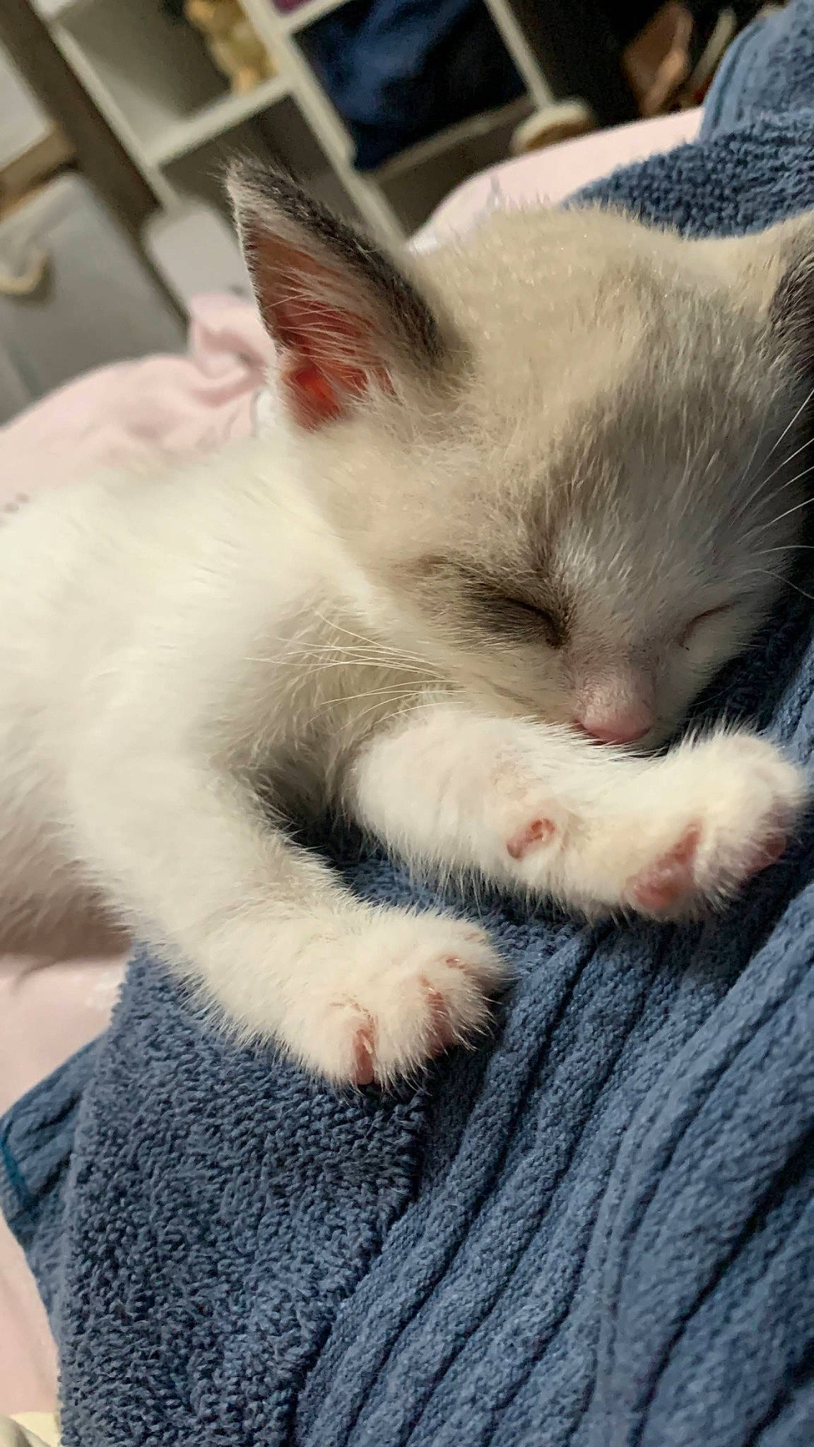 Mill joined the competition — help win amazing prizes! carnivore, cat, claw, comfort, domestic_short_haired_cat, felidae, foot, fur, grey, nap, no_expression, nose, paw, sleep, small_to_medium_sized_cats, snout, tail, whiskers