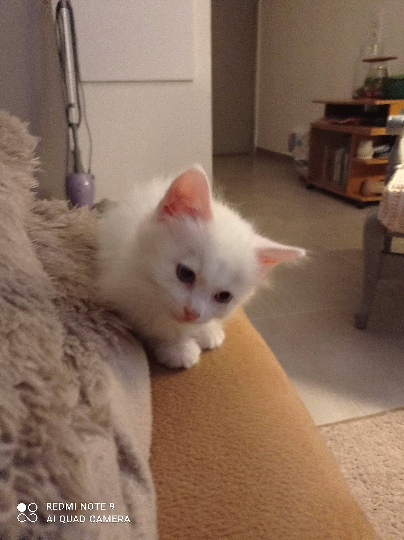 Ziggy a rejoint le concours — aidez-le/la à gagner de superbes lots ! box, carnivore, cat, comfort, domestic_short_haired_cat, fawn, felidae, flooring, fur, hardwood, paw, small_to_medium_sized_cats, snout, tail, whiskers, wood