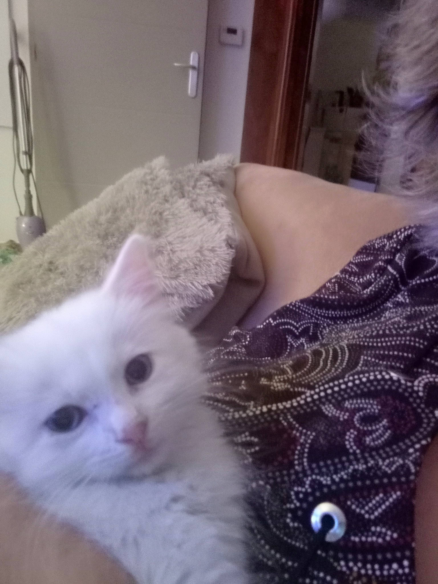 Ziggy participe au concours pour gagner de l'argent avec cette photo : bed, carnivore, cat, chest, claw, comfort, felidae, flooring, fur, pattern, paw, small_to_medium_sized_cats, tail, whiskers