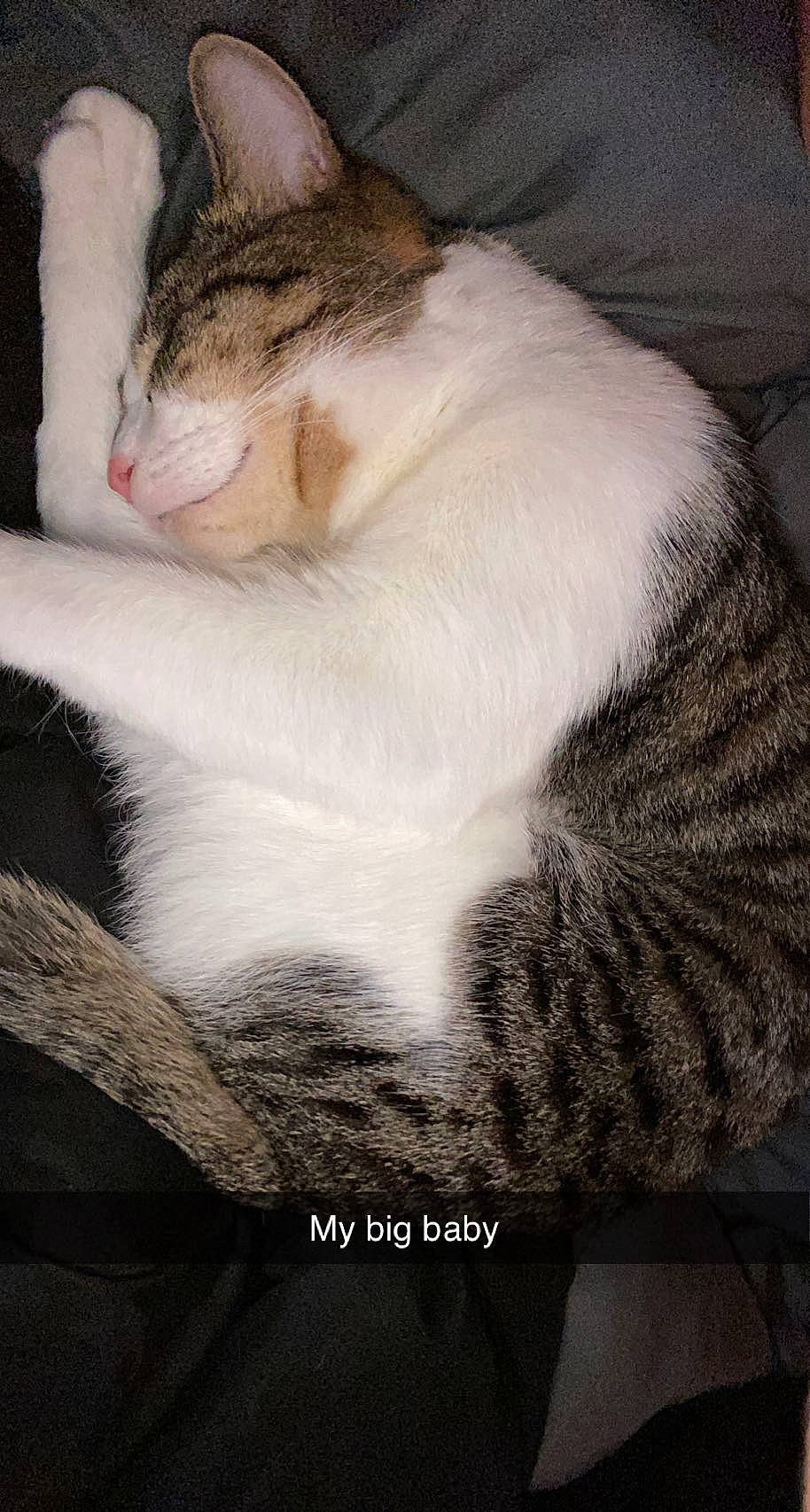 Prescott is registered to the contest to win money with this photo: box, carnivore, cat, claw, comfort, domestic_short_haired_cat, felidae, fur, paw, sitting, small_to_medium_sized_cats, tail, tree, whiskers, wood