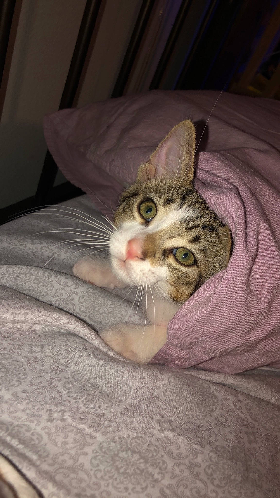 Prescott is registered to the contest to win money with this photo: bed, carnivore, cat, comfort, couch, domestic_short_haired_cat, door, ear, eye, fawn, felidae, fur, grey, human_body, linens, small_to_medium_sized_cats, snout, whiskers, window, wood