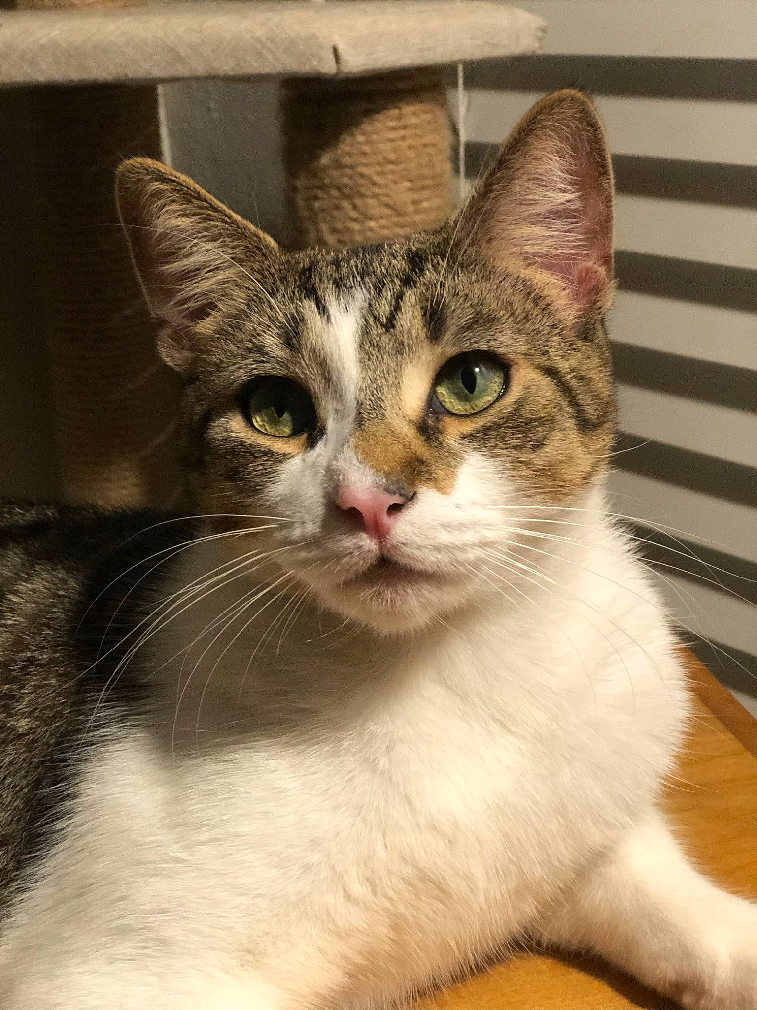 Prescott is registered to the contest to win money with this photo: art, carnivore, cat, domestic_short_haired_cat, felidae, fur, paper_product, paw, photo_caption, small_to_medium_sized_cats, snout, terrestrial_animal, whiskers, window