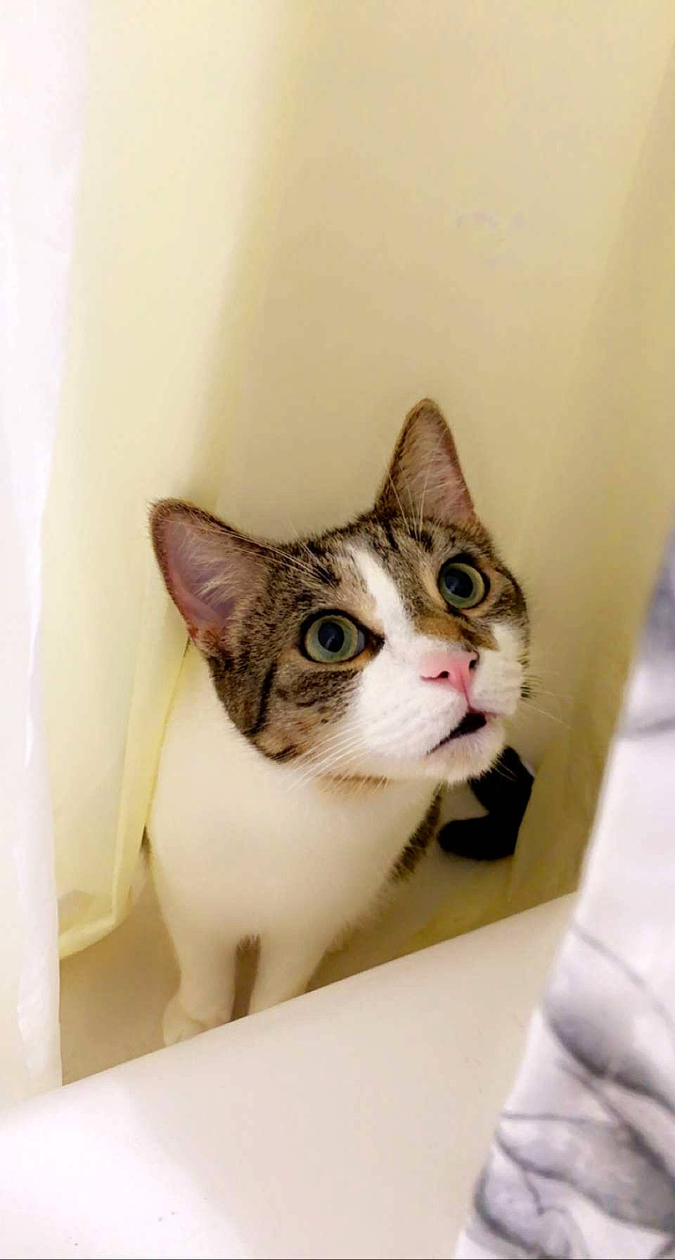 Prescott is registered to the contest to win money with this photo: box, cardboard, carnivore, cat, curious, domestic_short_haired_cat, door, ear, eye, eyelash, fawn, felidae, fur, packaging_and_labeling, paper_product, small_to_medium_sized_cats, snout, whiskers, window, wood