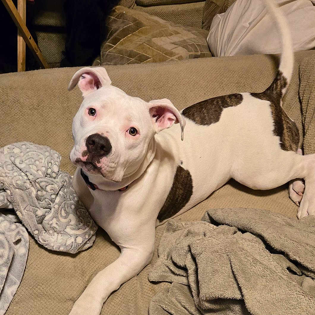 Sadie is registered to the contest to win money with this photo: blanket, brown_patches, canine, couch, cozy, curious, dog, domestic_animal, ears, furniture, indoor, living_room, looking, paw, person_arm, pet, relaxing, resting, tail, white_dog