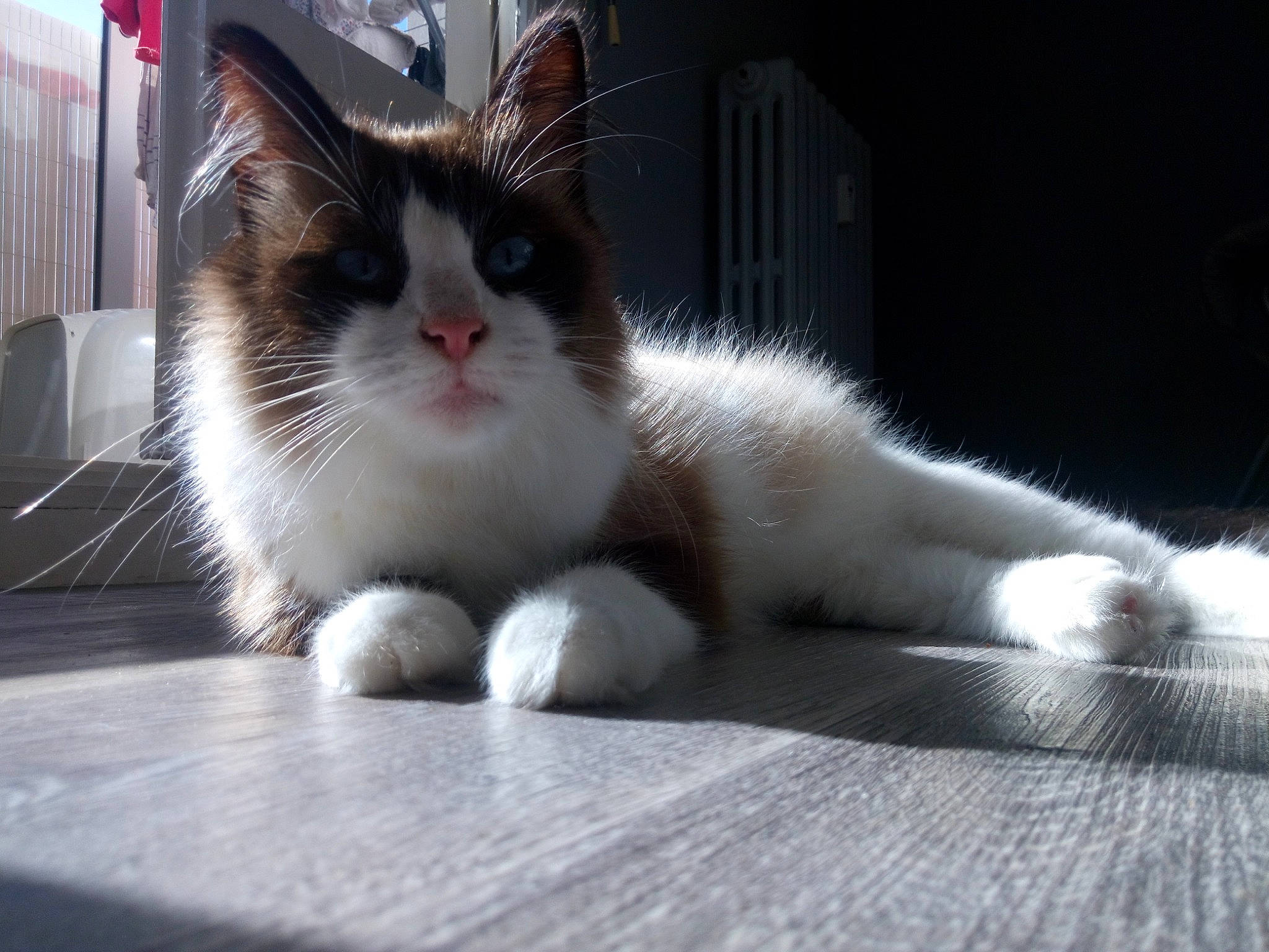 Hendrix a rejoint le concours — aidez-le/la à gagner de superbes lots ! aegean_cat, american_wirehair, british_semi_longhair, carnivore, cat, domestic_long_haired_cat, domestic_short_haired_cat, felidae, fur, kitten, mammal, ojos_azules, paw, polydactyl_cat, ragamuffin, ragdoll, small_to_medium_sized_cats, snout, snowshoe, whiskers