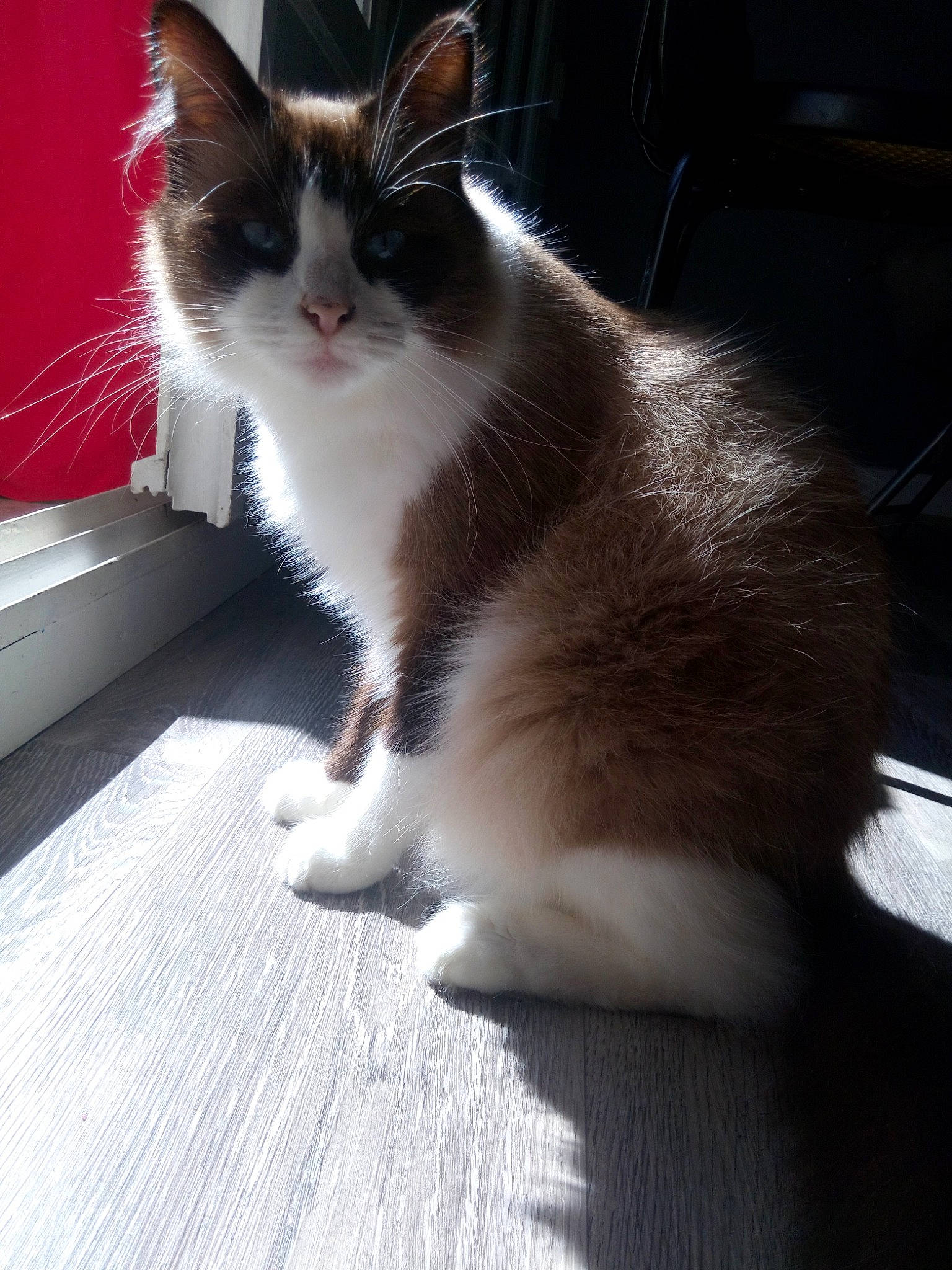 Hendrix a rejoint le concours — aidez-le/la à gagner de superbes lots ! aegean_cat, american_wirehair, carnivore, cat, domestic_short_haired_cat, fawn, felidae, fur, kitten, mammal, norwegian_forest_cat, polydactyl_cat, sitting, small_to_medium_sized_cats, tail, whiskers