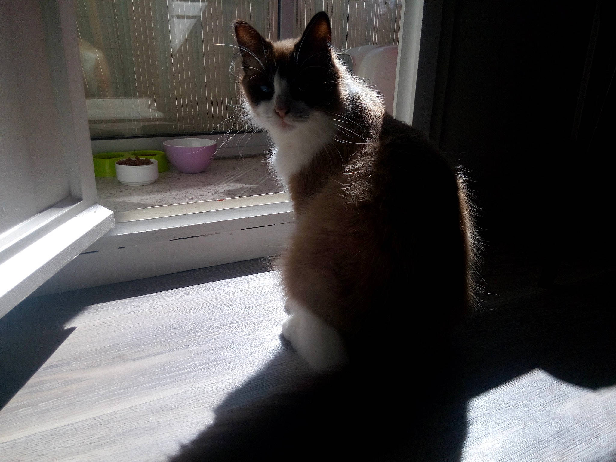 Hendrix a rejoint le concours — aidez-le/la à gagner de superbes lots ! aegean_cat, black_and_white, carnivore, cat, domestic_short_haired_cat, felidae, fur, kitten, mammal, ojos_azules, polydactyl_cat, small_to_medium_sized_cats, snout, snowshoe, tail, whiskers, window