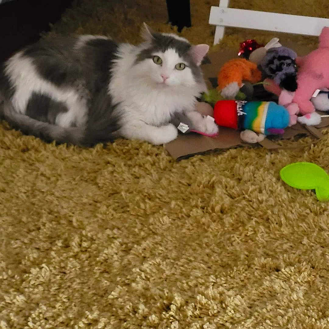 Harley joined the competition — help win amazing prizes! animal, ball, canine, cat, couch, cushion, dog, homedecor, indoors, kitten, manx, person, pet, plush, puppy, sleeping, sport, tennis, tennisball, toy