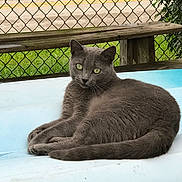 Wolfie is registered to the contest to win money with this photo: animal, backyard, bench, cat, chain_link_fence, curious, daylight, feline, fur, grass, gray_cat, green_eyes, nature, outdoor, pet, relaxed, resting, road, tail, whiskers