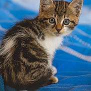Gaïa a rejoint le concours — aidez-le/la à gagner de superbes lots ! kitten, cat, tabby, feline, pet, animal, cute, eyes, fur, whiskers, blue_blanket, soft_focus, indoors, small, young, looking, sitting, cozy, curious, portrait
