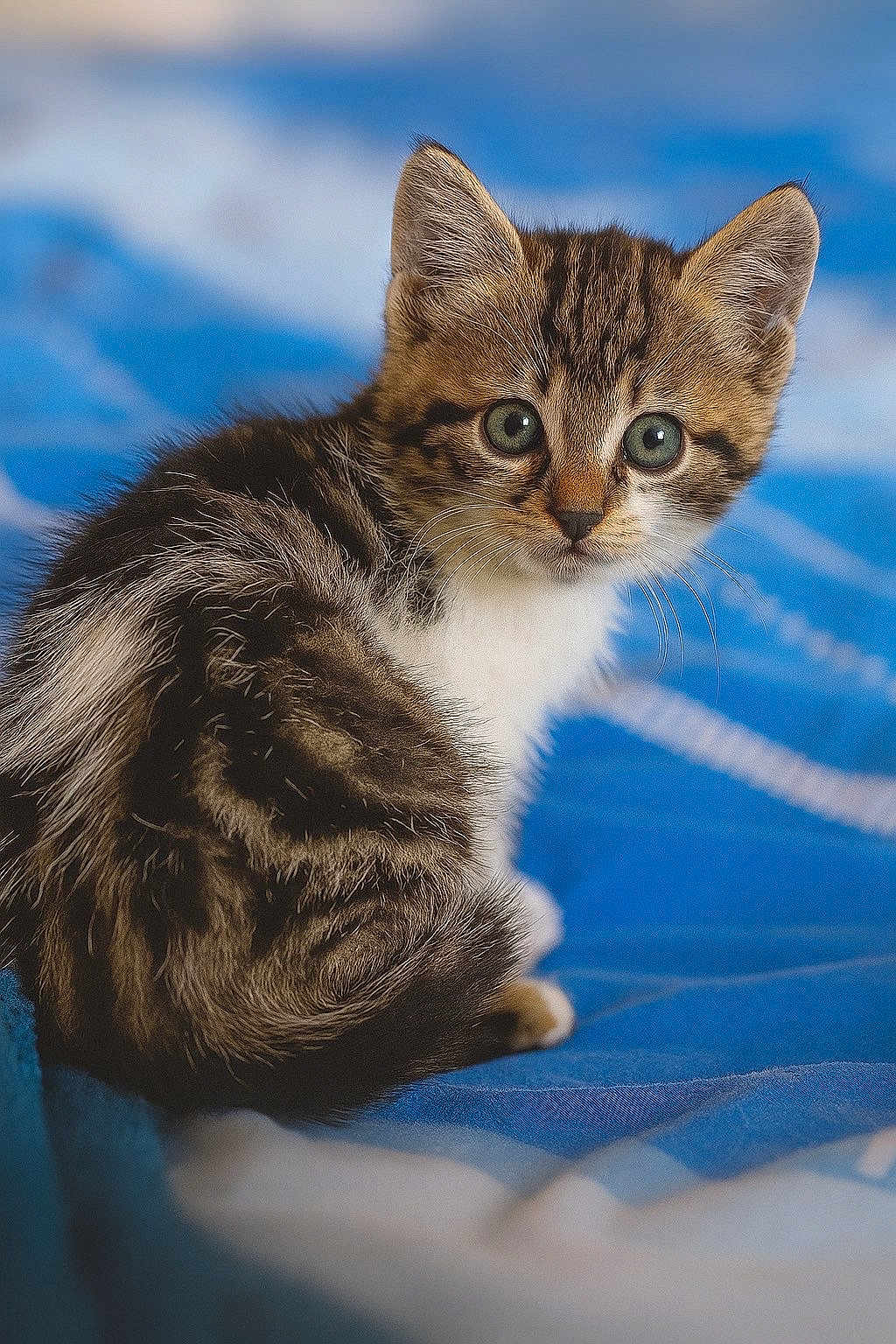 Gaïa a rejoint le concours — aidez-le/la à gagner de superbes lots ! kitten, cat, tabby, feline, pet, animal, cute, eyes, fur, whiskers, blue_blanket, soft_focus, indoors, small, young, looking, sitting, cozy, curious, portrait