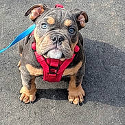 Brutus is registered to the contest to win money with this photo: adorable, animal, asphalt, black, blue_eyes, brown, cute, dog, leash, looking_up, mammal, outdoor, pet, puppy, red_harness, short_hair, sitting, small_dog, tan, young_dog