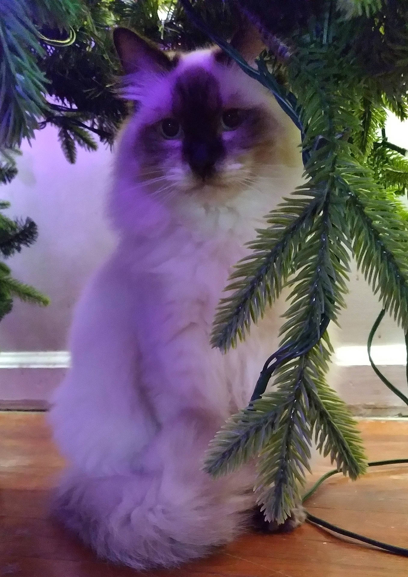 Andy is registered to the contest to win money with this photo: angora, animal, cat, conifer, fir, flower, hardwood, kitten, leaf, manx, pet, pine, plant, pottedplant, purple, siamese, spruce, tree, wood, yew