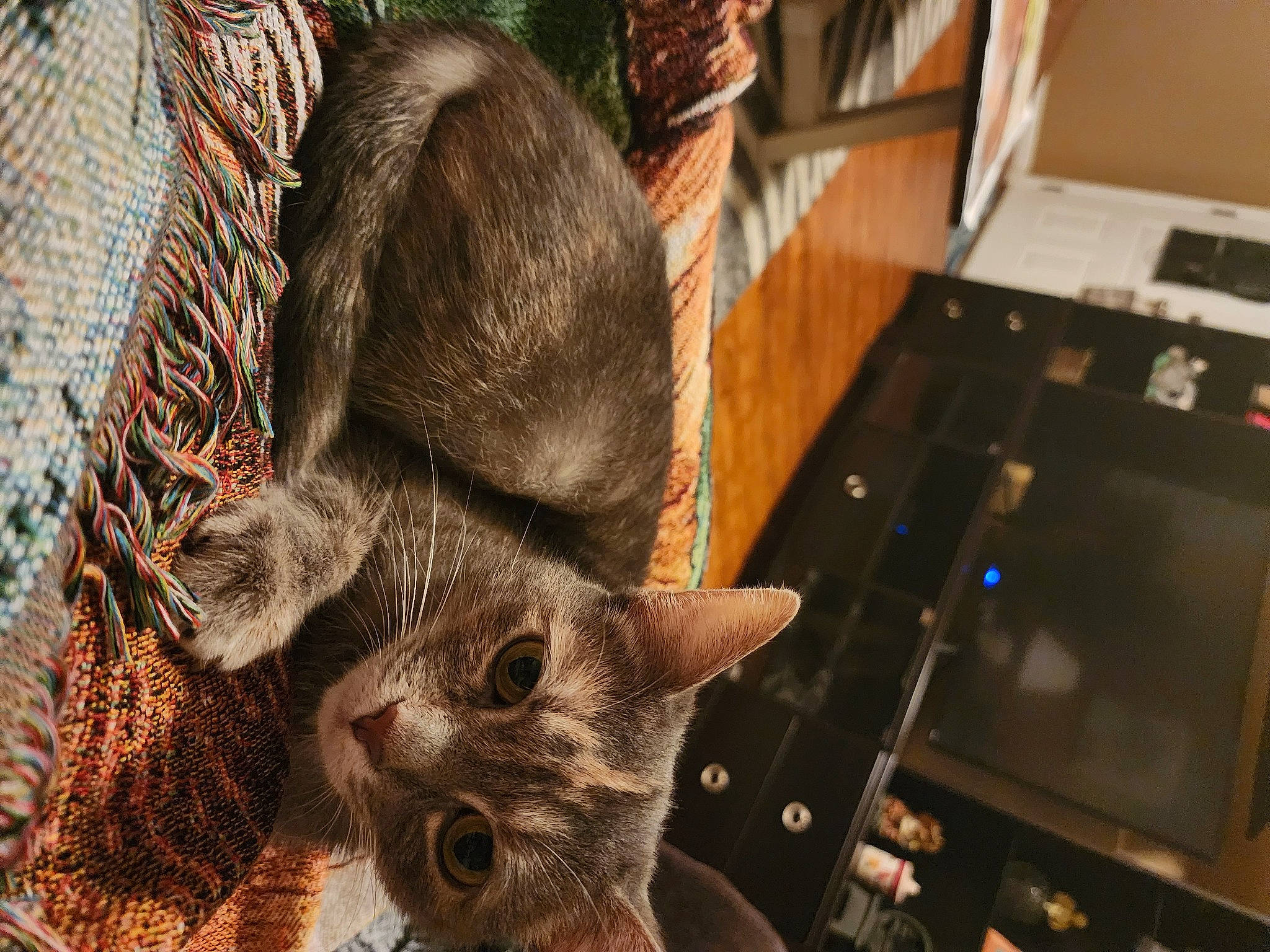 Rosalina is registered to the contest to win money with this photo: carnivore, cat, claw, computer_hardware, domestic_short_haired_cat, fawn, felidae, fur, machine, paw, small_to_medium_sized_cats, snout, tail, whiskers, wood