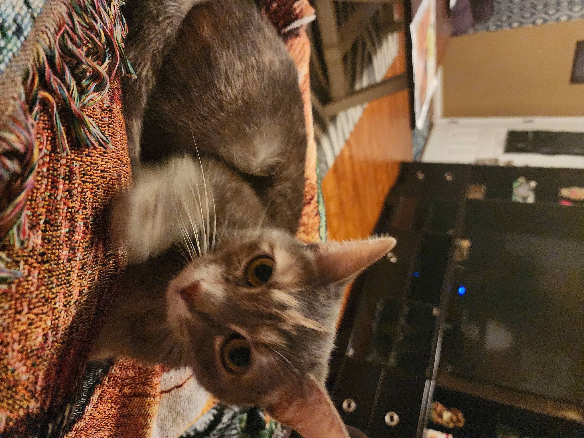 Rosalina is registered to the contest to win money with this photo: carnivore, cat, claw, domestic_short_haired_cat, fawn, felidae, fur, machine, paw, plant, small_to_medium_sized_cats, snout, tail, tree, twig, whiskers, wood