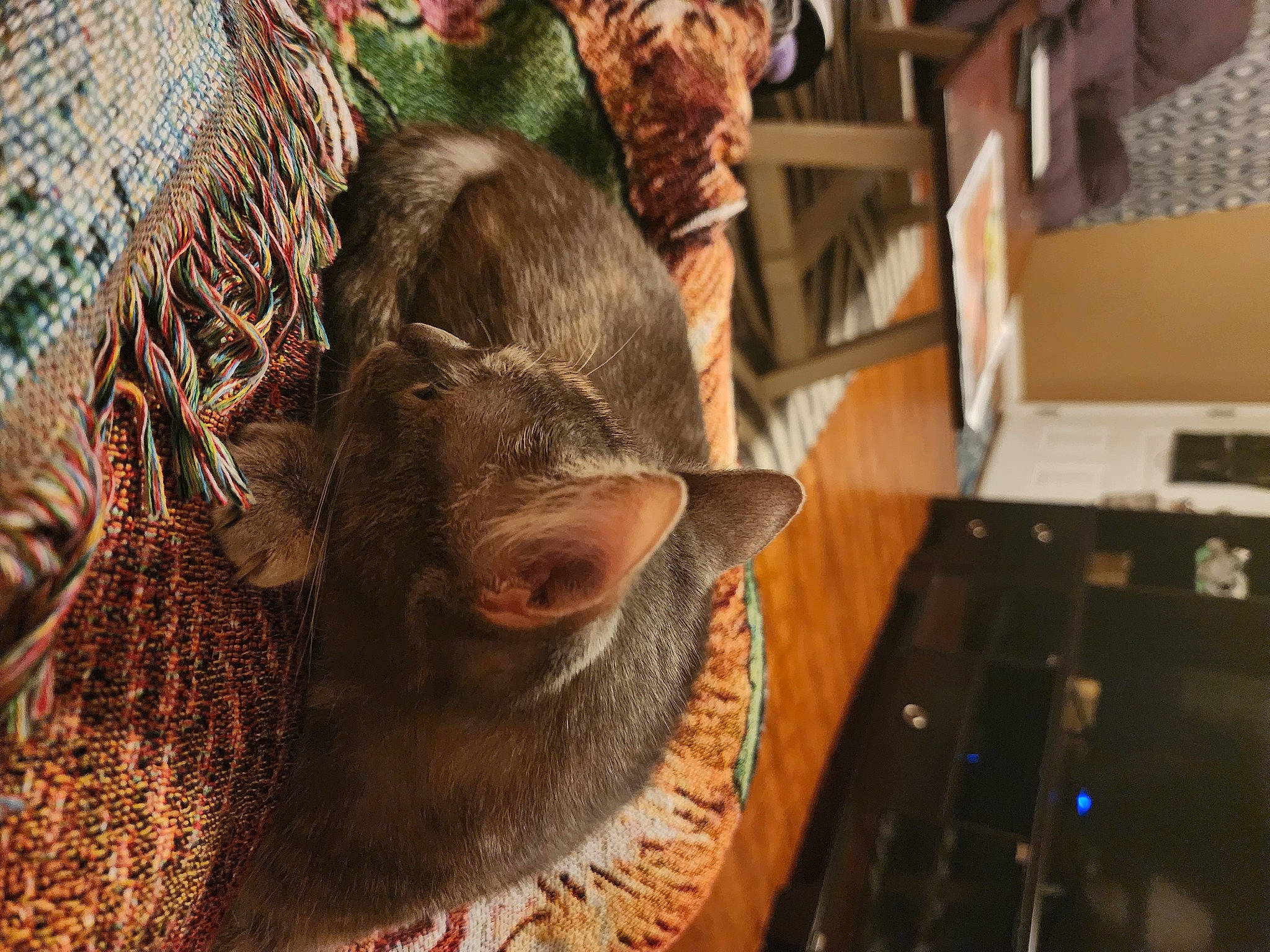 Rosalina is registered to the contest to win money with this photo: animal_shelter, cage, fawn, fur, hay, livestock, mesh, snout, suidae, terrestrial_animal, whiskers, wood, wool, working_animal