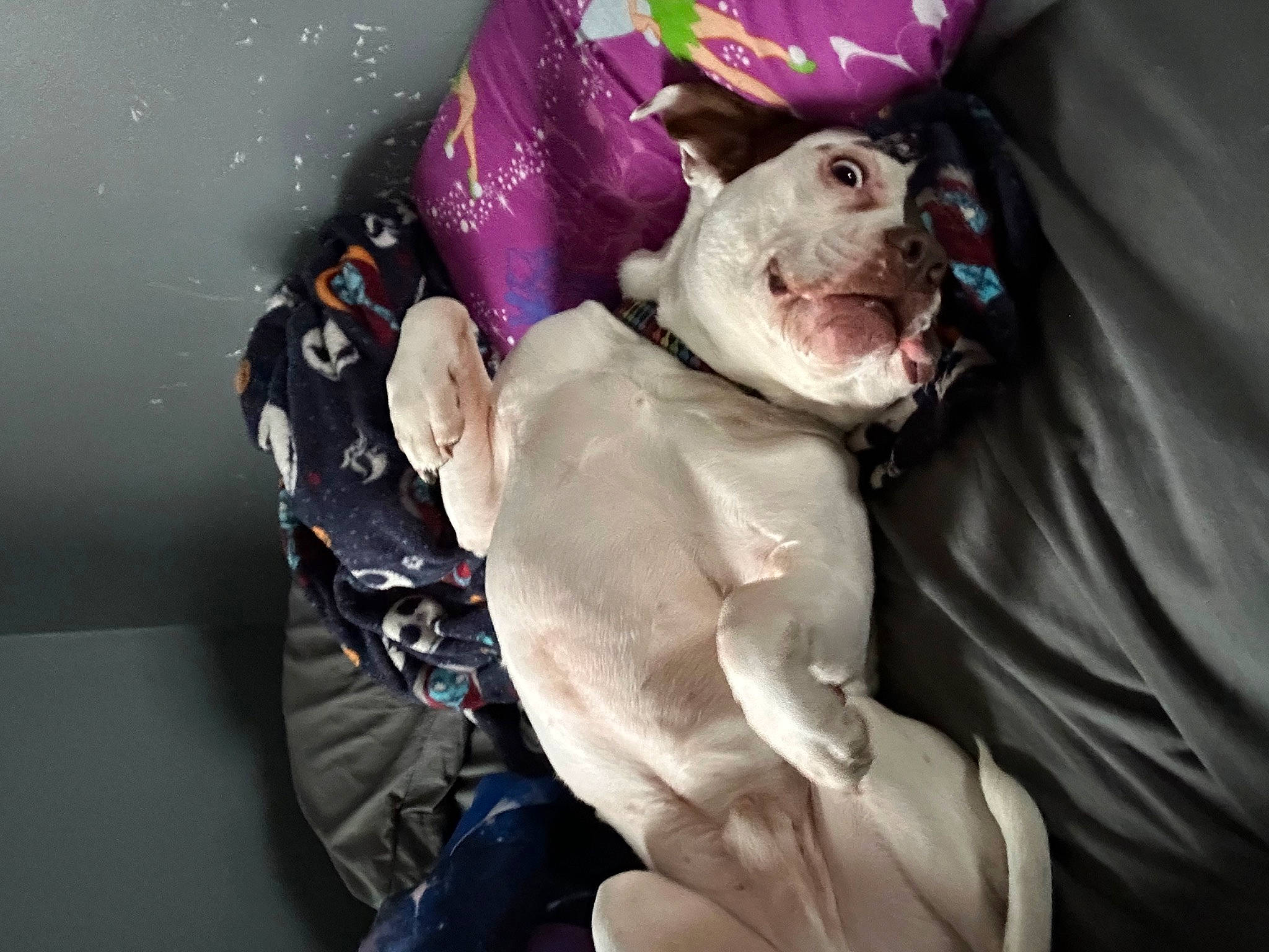 Roland is registered to the contest to win money with this photo: canidae, carnivore, companion_dog, dog, dog_breed, dog_clothes, dog_supply, fawn, felidae, fur, guard_dog, sitting, small_to_medium_sized_cats, snout, sporting_group, toy, toy_dog, weimaraner, whiskers, working_animal