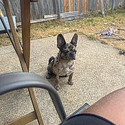 Chyna is registered to the contest to win money with this photo: dog, french_bulldog, brindle, pet, outdoor, patio, concrete, fence, wooden_fence, yard, grass, chair, leg, casual, sitting, ears_up, daylight, animal, domestic_animal, quiet
