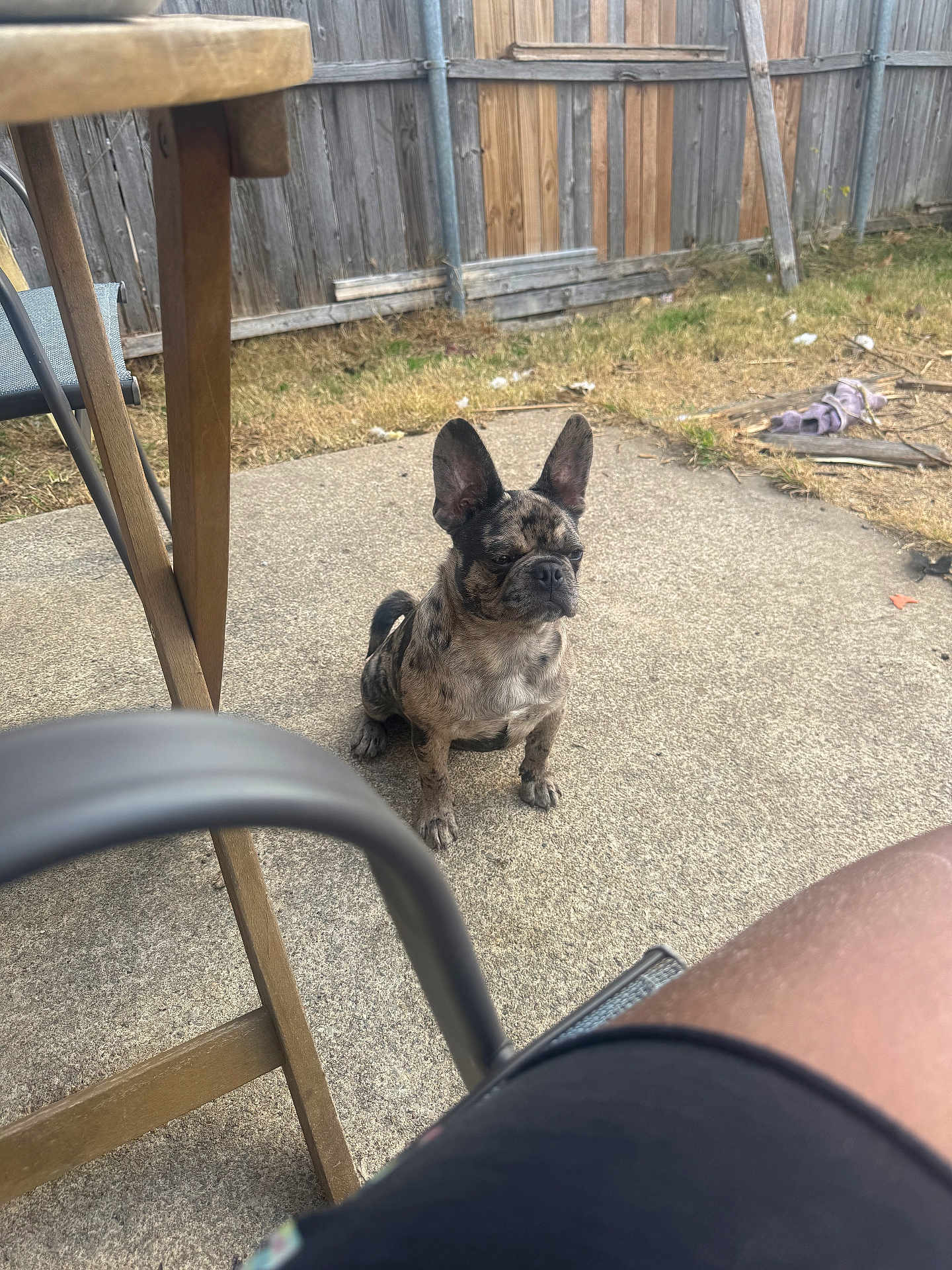 Chyna is registered to the contest to win money with this photo: dog, french_bulldog, brindle, pet, outdoor, patio, concrete, fence, wooden_fence, yard, grass, chair, leg, casual, sitting, ears_up, daylight, animal, domestic_animal, quiet