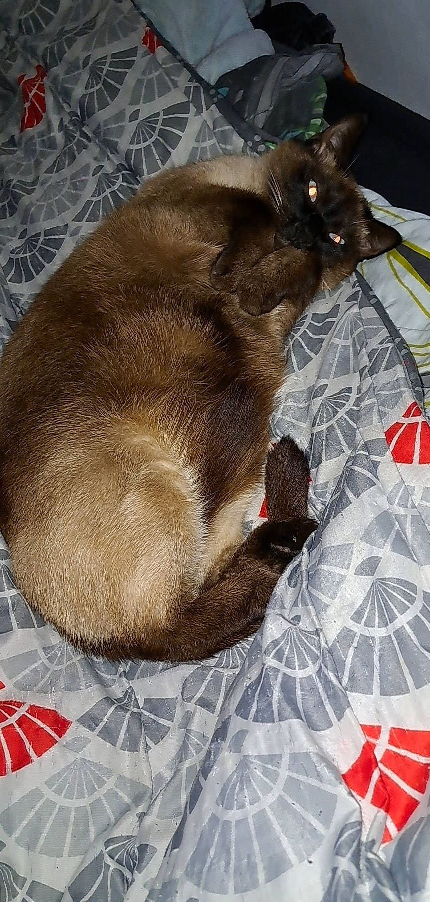 Blaize a rejoint le concours — aidez-le/la à gagner de superbes lots ! carmine, carnivore, cat, comfort, dog_breed, domestic_short_haired_cat, fawn, felidae, fur, grey, liver, nap, pet_supply, small_to_medium_sized_cats, snout, sporting_group, tail, terrestrial_animal, whiskers, working_animal