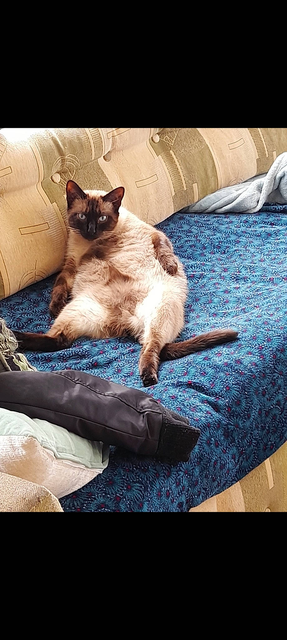 Blaize participe au concours pour gagner de l'argent avec cette photo : bedding, carnivore, cat, comfort, domestic_short_haired_cat, fawn, felidae, flooring, fur, human_leg, linens, plant, rectangle, siamese, small_to_medium_sized_cats, tail, textile, thai, tints_and_shades, whiskers