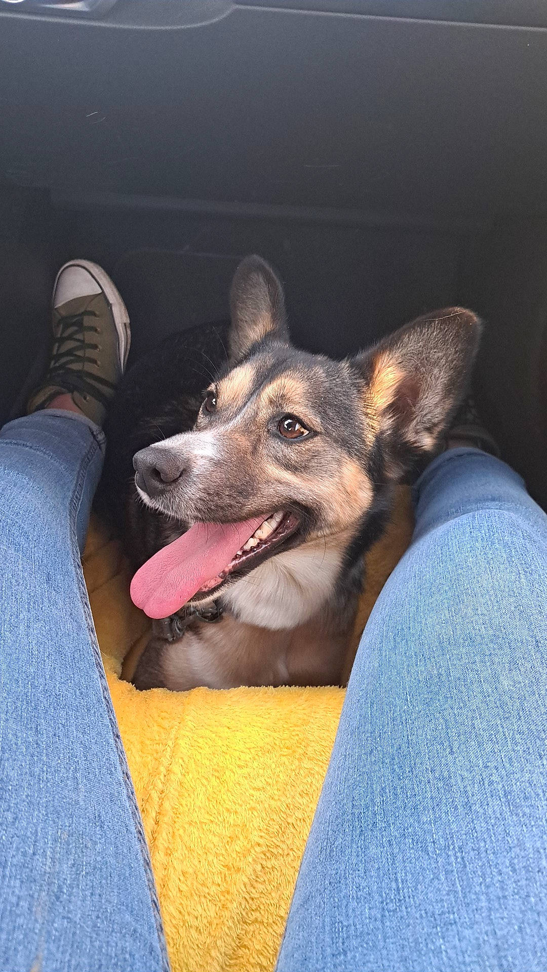 Lilas participe au concours pour gagner de l'argent avec cette photo : canidae, carnivore, comfort, companion_dog, dog, dog_breed, east_european_shepherd, electric_blue, fawn, foot, fur, human_leg, jaw, paw, sitting, snout, sporting_group, whiskers, working_animal, working_dog