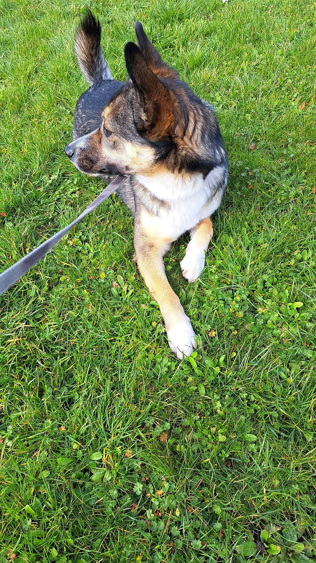 Lilas a rejoint le concours — aidez-le/la à gagner de superbes lots ! canidae, carnivore, collar, companion_dog, dog, dog_breed, east_european_shepherd, fawn, german_shepherd_dog, grass, groundcover, herding_dog, lawn, leash, paw, people_in_nature, plant, sporting_group, tail, terrestrial_animal