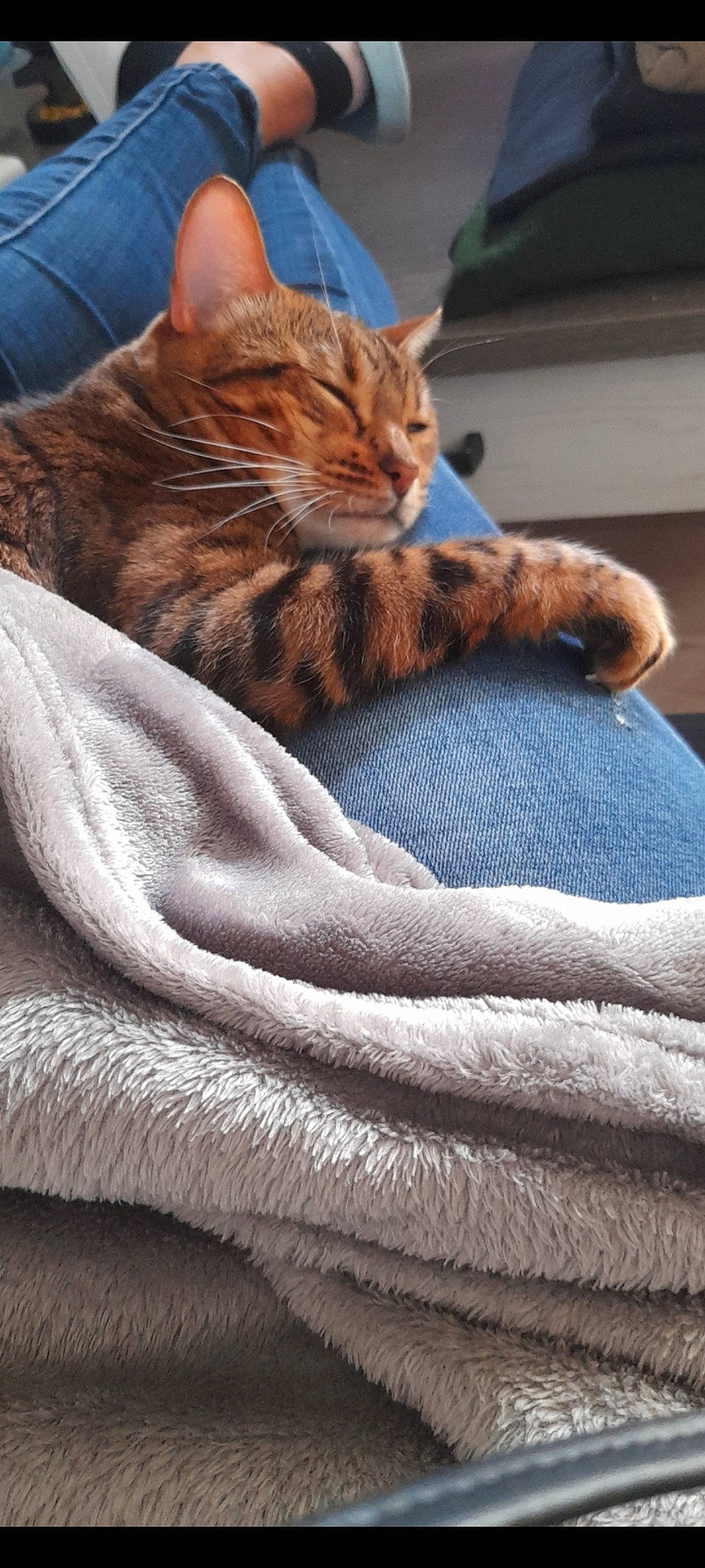 Rose a rejoint le concours — aidez-le/la à gagner de superbes lots ! bedding, brown, carnivore, cat, comfort, domestic_short_haired_cat, fawn, felidae, fur, grey, linens, mammal, nap, small_to_medium_sized_cats, tail, terrestrial_animal, textile, tree, vertebrate, whiskers