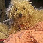 Snoopy joined the competition — help win amazing prizes! dog, curly_fur, blanket, pink, cozy, indoor, pet, fur, laying, resting, cute, animal, companion, soft, warm, relaxed, cute_pet, sleepy, fur_texture, domestic