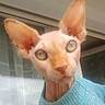 Lolo a rejoint le concours — aidez-le/la à gagner de superbes lots ! cat, sphynx_cat, hairless_cat, pet, animal, portrait, indoor, sweater, blue_sweater, close_up, ears, eyes, whiskers, face, curious, feline, domestic_animal, cute, mammal, soft_light