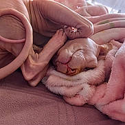 Lolo a rejoint le concours — aidez-le/la à gagner de superbes lots ! sphynx_cat, hairless_cat, cat, pet, sleeping, cozy, blanket, pink, fur_texture, soft, curled_up, resting, indoor, cute, animal, mammal, relaxed, folded_ear, wrinkled_skin, nap_time