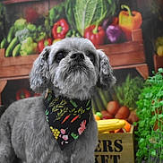 Lilly joined the competition — help win amazing prizes! dog, pet, gray_dog, small_dog, shih_tzu, portrait, bandana, floral_pattern, vegetables, farmers_market, produce, greenery, colorful, outdoor, sitting, fur, face, eyes, animal, photography