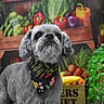 dog, pet, gray_dog, small_dog, shih_tzu, portrait, bandana, floral_pattern, vegetables, farmers_market, produce, greenery, colorful, outdoor, sitting, fur, face, eyes, animal, photography
