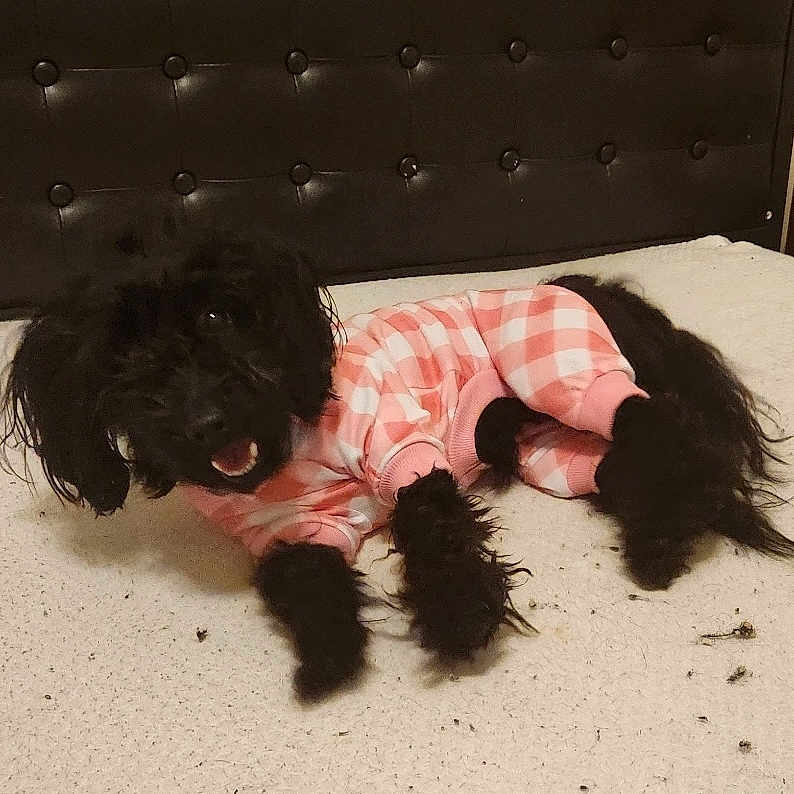 Hazel is registered to the contest to win money with this photo: animal, bed, black_dog, checkered_pattern, clothing, cozy, cute, dog, domestic_animal, fur, headboard, indoor, lying_down, pajamas, pet, pink, resting, small_dog, smiling, white