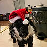 Thea a rejoint le concours — aidez-le/la à gagner de superbes lots ! animal, black_dog, canine, christmas_hat, close_up, curly_fur, cute, dog, domestic_animal, festive, floor, furniture, holiday, house, indoor, pet, portrait, santa_hat, trash_bin, white_fur