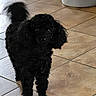 animal, black_fur, canine, companion, curly_fur, cute, dog, domestic, eyes, floor, fur, home, indoor, looking, mammal, pet, poodle, standing, tail, tile