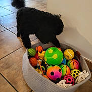 Thea participe au concours pour gagner de l'argent avec cette photo : animal, ball, basket, black_dog, colorful_toys, curious, dog, dog_toy, floor_tiles, household, indoor, paw, pet, pet_toys, playful, rubber_ball, tail, texture, toy_basket, wall