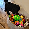 animal, ball, basket, black_dog, colorful_toys, curious, dog, dog_toy, floor_tiles, household, indoor, paw, pet, pet_toys, playful, rubber_ball, tail, texture, toy_basket, wall