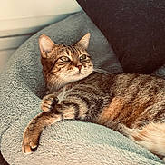 Naya a rejoint le concours — aidez-le/la à gagner de superbes lots ! cat, tabby_cat, pet, bed, blanket, pillow, cushion, indoor, whiskers, paws, lounging, relaxed, fur, close_up, portrait, cozy, domestic_animal, home, resting, floor