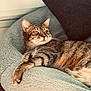 cat, tabby_cat, pet, bed, blanket, pillow, cushion, indoor, whiskers, paws, lounging, relaxed, fur, close_up, portrait, cozy, domestic_animal, home, resting, floor