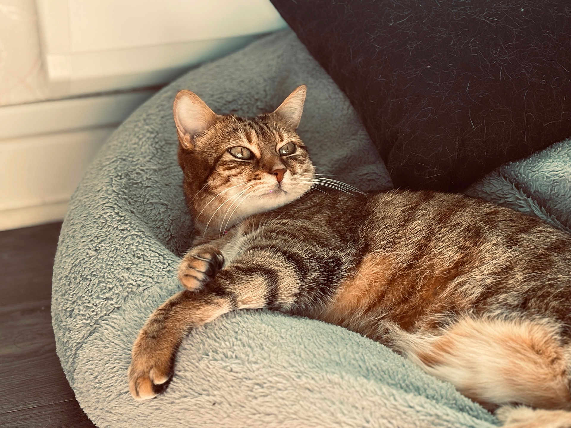 Naya a rejoint le concours — aidez-le/la à gagner de superbes lots ! cat, tabby_cat, pet, bed, blanket, pillow, cushion, indoor, whiskers, paws, lounging, relaxed, fur, close_up, portrait, cozy, domestic_animal, home, resting, floor