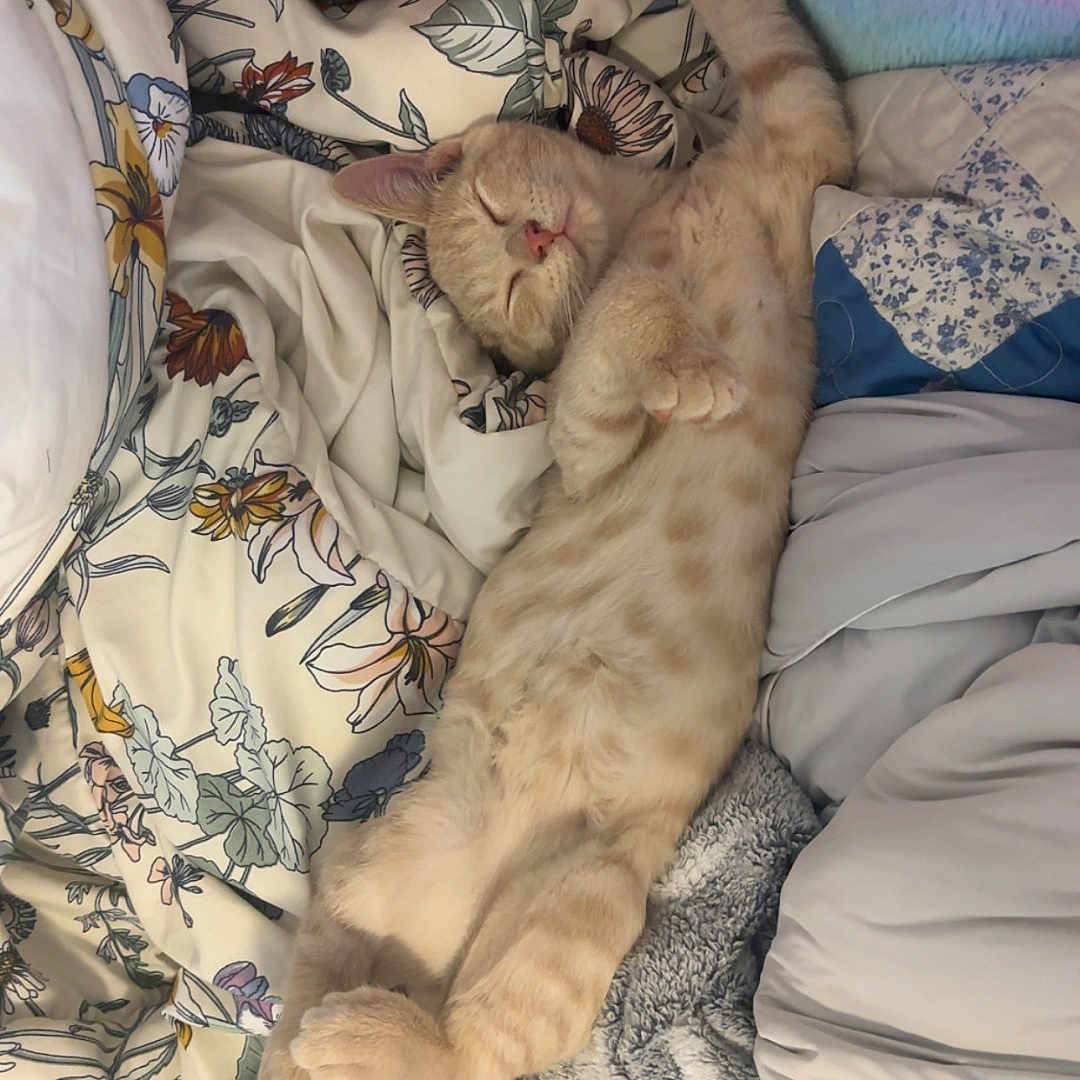 Milo