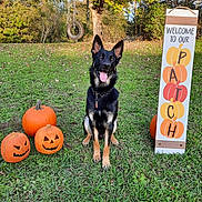 Niko is registered to the contest to win money with this photo: dog, german_shepherd, pet, animal, sitting, outdoors, grass, autumn, fall, pumpkins, jack_o_lanterns, halloween, welcome_sign, yard, garden, trees, leaves, tire_swing, black_and_tan, portrait