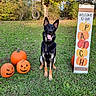 dog, german_shepherd, pet, animal, sitting, outdoors, grass, autumn, fall, pumpkins, jack_o_lanterns, halloween, welcome_sign, yard, garden, trees, leaves, tire_swing, black_and_tan, portrait